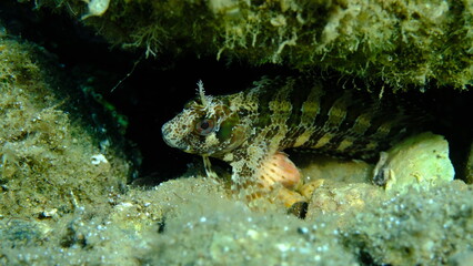 Tompot blenny (Parablennius gattorugine) undersea, Aegean Sea, Greece, Halkidiki, Pirgos beach