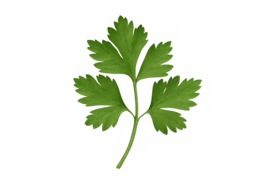 Parsley fresh herb green leaf with transparent background for culinary and healthy cooking concepts