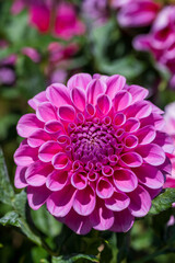 Obraz premium 鮮やかに咲くダリアの接写