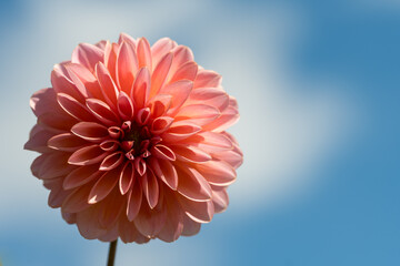 鮮やかに咲くダリアの接写