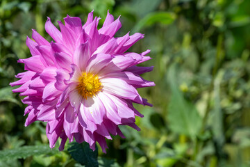 鮮やかに咲くダリアの接写