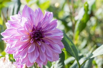 鮮やかに咲くダリアの接写