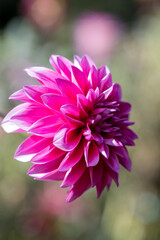 鮮やかに咲くダリアの接写