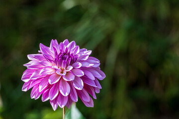 鮮やかに咲くダリアの接写