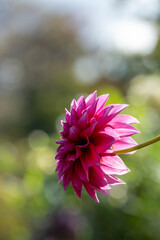 鮮やかに咲くダリアの接写