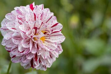 鮮やかに咲くダリアの接写