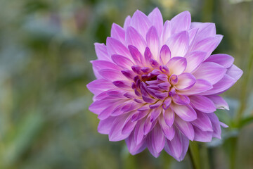 鮮やかに咲くダリアの接写