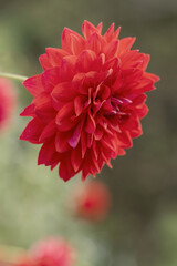 鮮やかに咲くダリアの接写