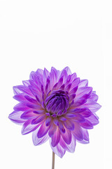 鮮やかに咲くダリアの接写