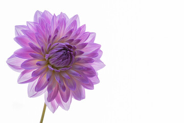 鮮やかに咲くダリアの接写