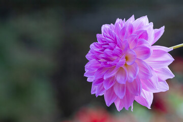 鮮やかに咲くダリアの接写