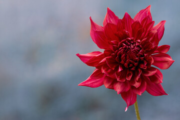 鮮やかに咲くダリアの接写