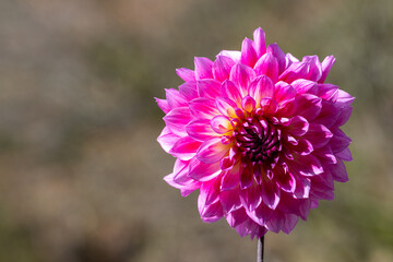 鮮やかに咲くダリアの接写