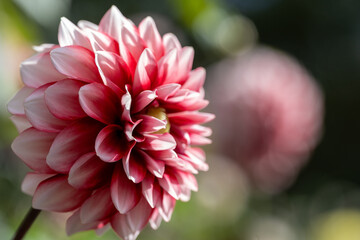 鮮やかに咲くダリアの接写