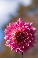 鮮やかに咲くダリアの接写