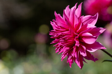 鮮やかに咲くダリアの接写