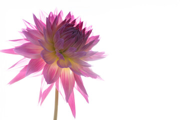 鮮やかに咲くダリアの接写