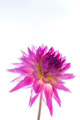 鮮やかに咲くダリアの接写