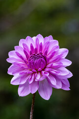 鮮やかに咲くダリアの接写