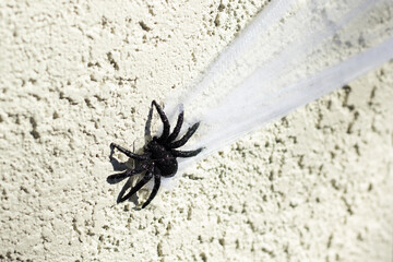Spider Spinning Silk on a Rough Surface During Daytime in a Quiet Outdoor Setting