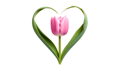 A pink tulip rests inside a heart-shaped frame made of its own green leaves on black