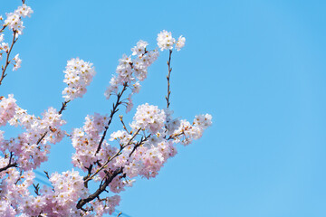晴れた日の空と桜