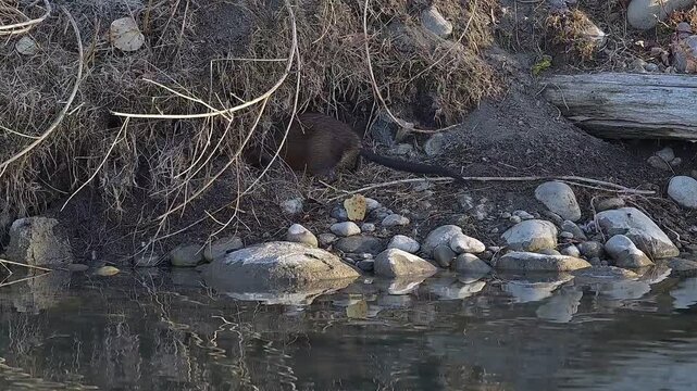 muskrat in the pond, muskrats feed on vegetation, wild, wildlife, Canada, Alberta