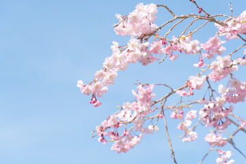 晴れた日の空と桜