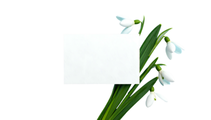 White blank card with snowdrop flowers on black background, spring concept