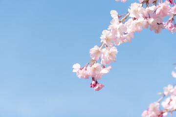 晴れた日の空と桜