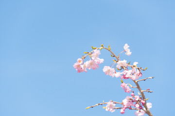 晴れた日の空と桜