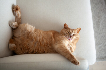 An orange cat lies comfortably stretched out on a white couch, grooming itself leisurely while...