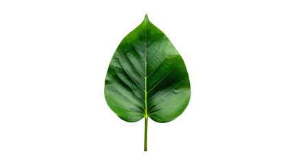 Isolated glossy green leaf, heart-shaped with prominent veins, on black background
