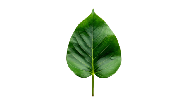 Isolated glossy green leaf, heart-shaped with prominent veins, on black background