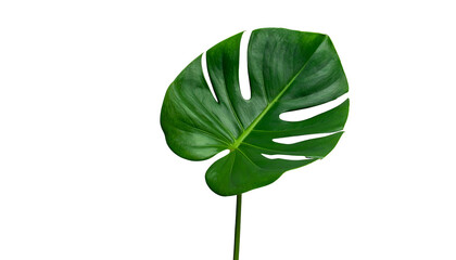 A vibrant, detailed single leaf of a Monstera plant isolated against a stark black background