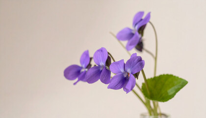 淡いベージュ背景に映える紫色のスミレの花が優しく咲く春の静物写真