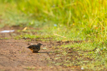Tibetan Lark bird searching food on grassy ground in Himalayan meadow