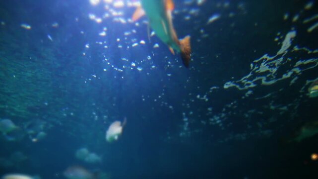 underwater scene with underwater world