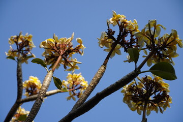 Yellow flower on blue sky background.