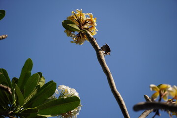 Yellow flower on blue sky background.