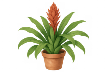 Bromeliad houseplant watercolor illustration with vibrant orange flower blooming in a terra cotta pot, transparent background