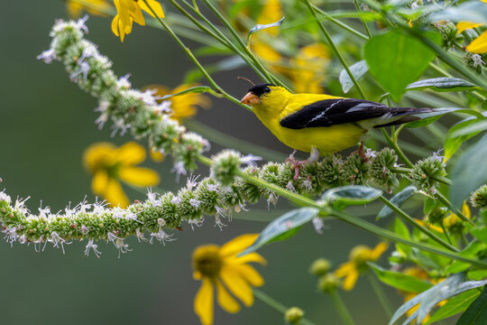 Male American goldfinch perched in a bush with white blossoms.