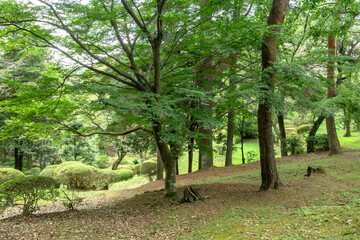 Fototapeta premium 栃木県宇都宮市の八幡山公園