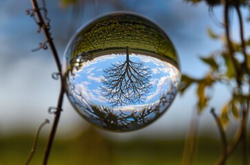 Obraz premium A crystal sphere captures a miniature, inverted world: a tree with sprawling roots and lush green grass reflected against a bright blue sky. The scene is framed by delicate branches, creating a surrea