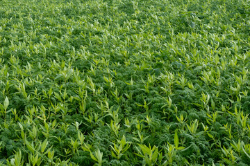 A field of green plants with a few brown spots