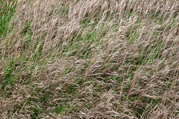 A field of tall, dry grass with a few weeds in it