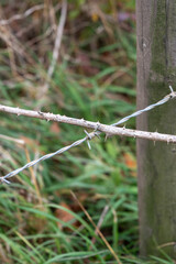 Thorny branch crossed over a barbed wire fence, close-up of thorns and wire