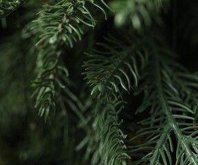 Branches of artificial Christmas tree, macro view