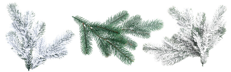 Christmas tree branches isolated on white, set