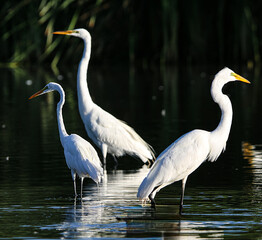 Great Egrets